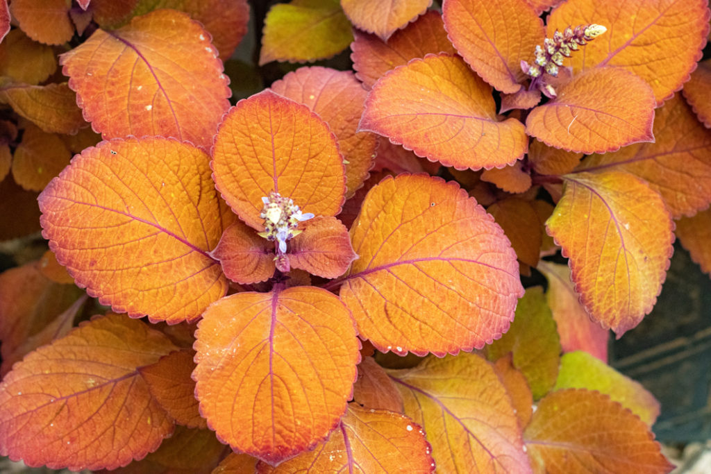 painted nettle plant with round orange leaves and small budding flowers
