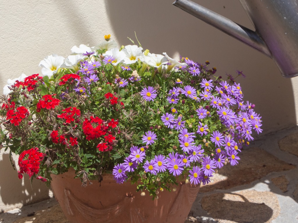 purple flowering asters and other red and white flowers growing in a pot in front of a wall outside being watered by a watering can