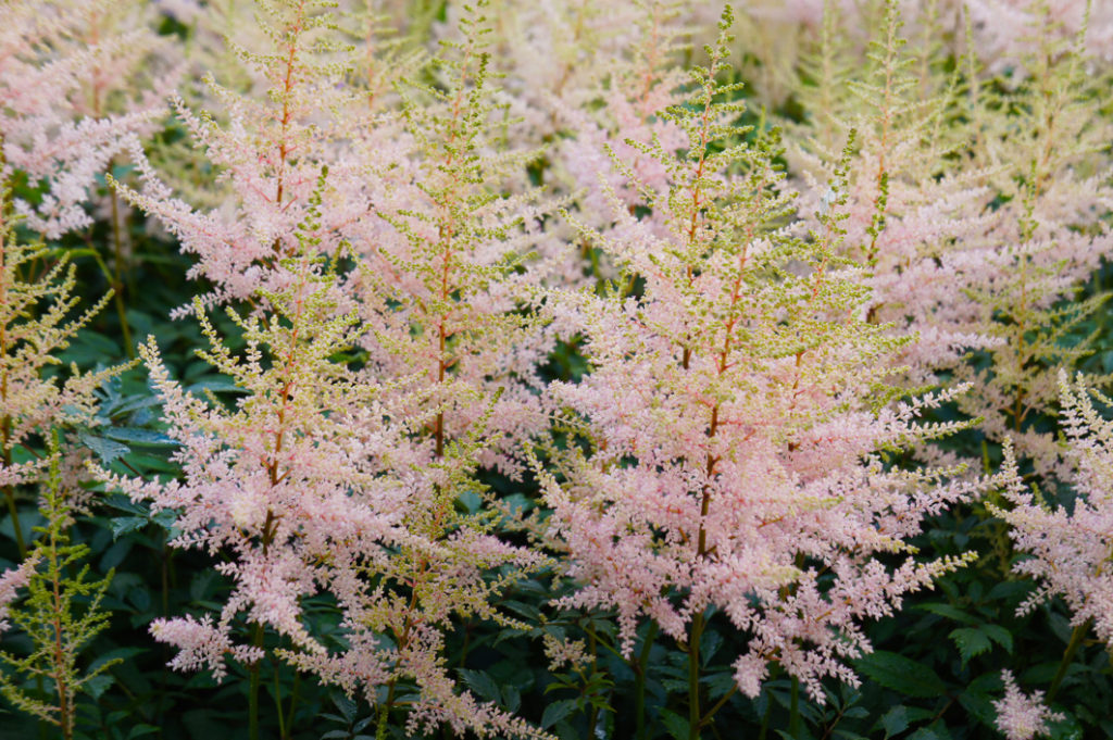 false goat's beard simplicifolia with pinky-white flowers growing on orange stems