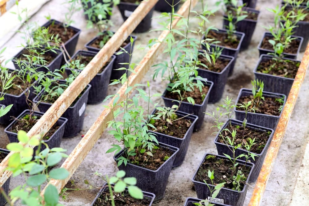 pot grown seedlings of clematis in rows in a greenhouse
