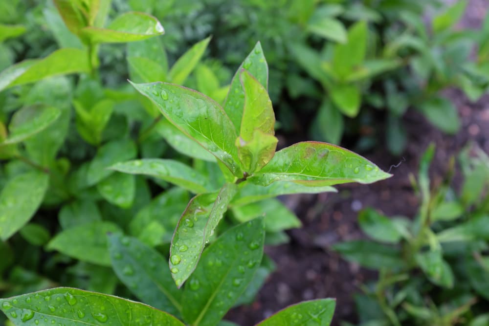 foliage of a young Phlox paniculata plant covered in moisture