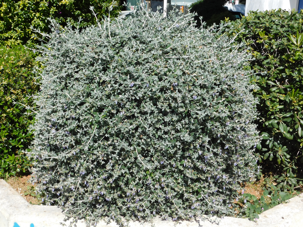 germander shrub growing as a hedge on the edge of a border