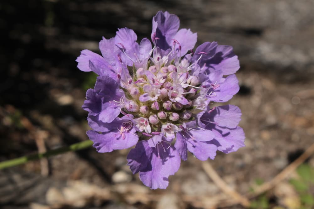 lilac coloured scabious graminifolia