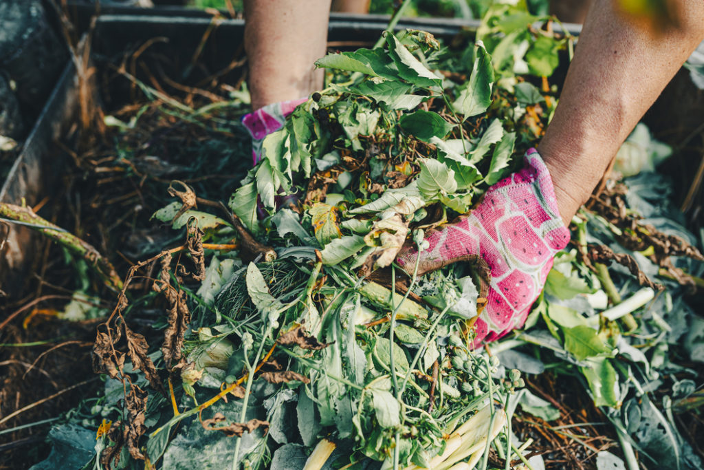 someone holding a big handful of dead plant material over a compost bin