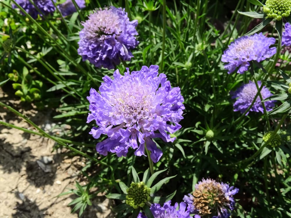 violet flowers of Scabiosa triandra growing from dry soil