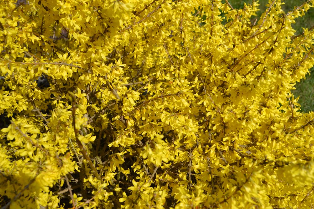 yellow shrubby bush of Courtasol forsythia