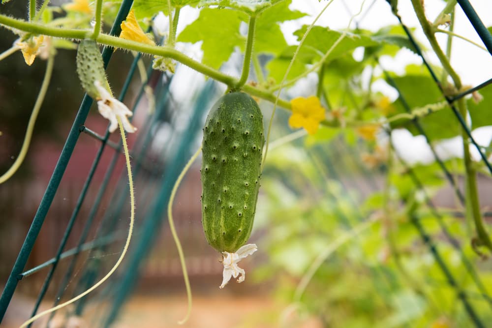 cucumber plant growing up an A-frame with a large dangling fruit