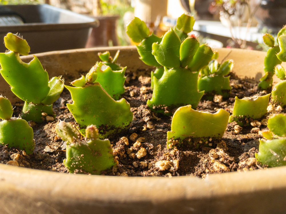 Christmas cacti cuttings growing in a large container outside with other potted plants in the background