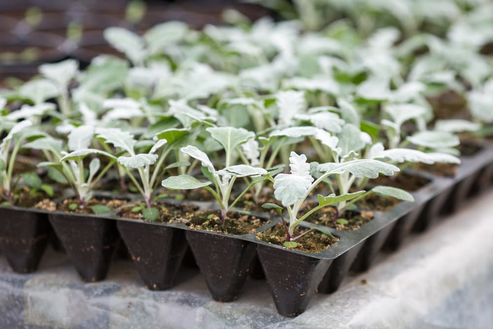 Senecio cineraria seedlings growing in a propagation tray