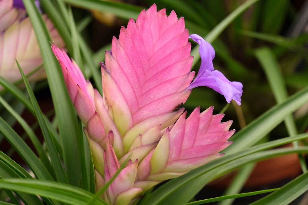 bromeliad with pink foliage, long thin leaves and a purple flower growing outdoors in a container