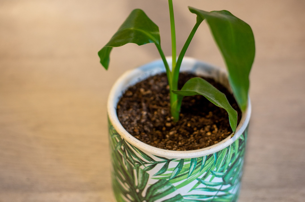 bird of paradise plant growing in a container full of moist soil inside