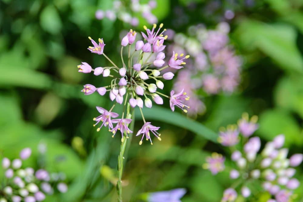 prairie onion flowers beginning to bloom in pink and yellow