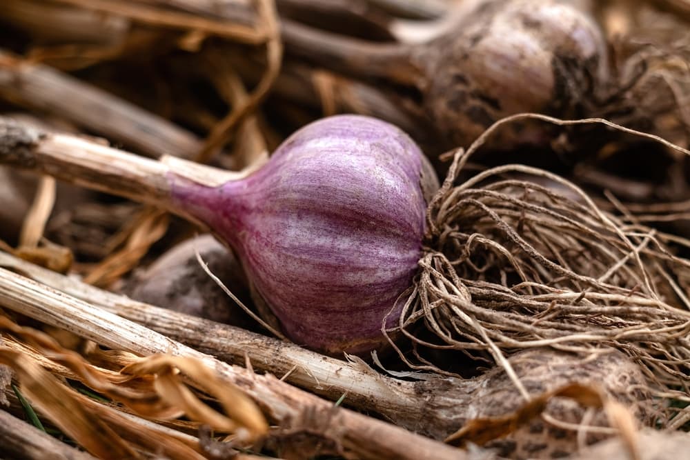 a garlic bulb and its roots which has been removed from the earth
