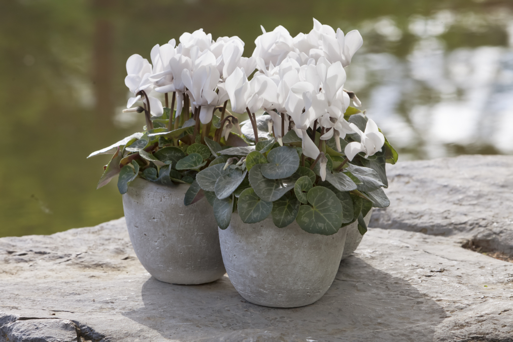 three potted cyclamen plants with white flowers that have been placed on a stony wall in front of a river outside