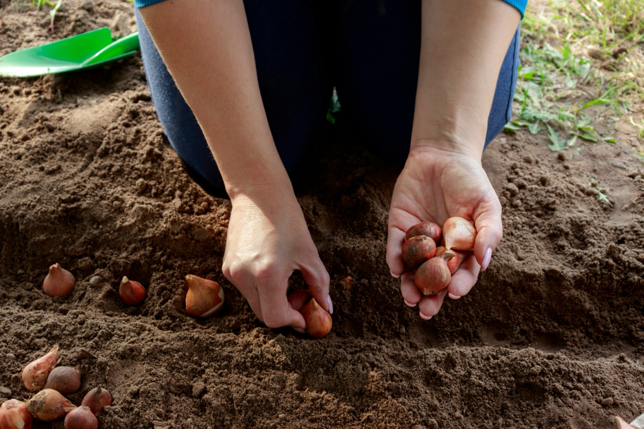 someone holding some bulbs in one hand and planting them neatly in a row with the other into soil