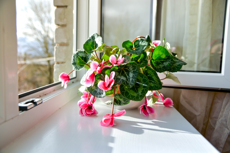 pink flowering cyclamen hanging out of its pot on a home windowsill