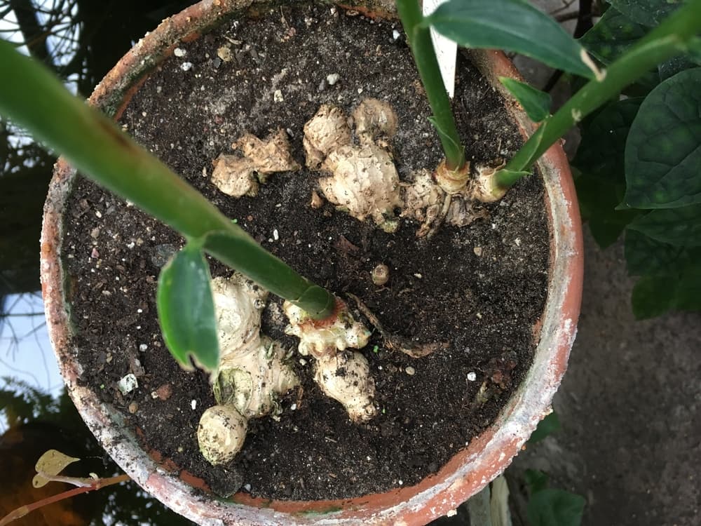 shoots of ginger emerging from pot grown rhizomes