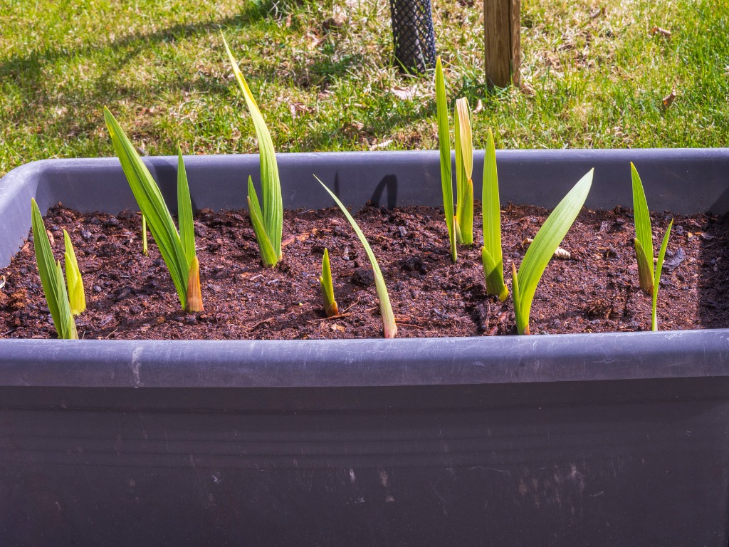gladioli seedlings sprouting from a container its growing in outside in front of a lawn