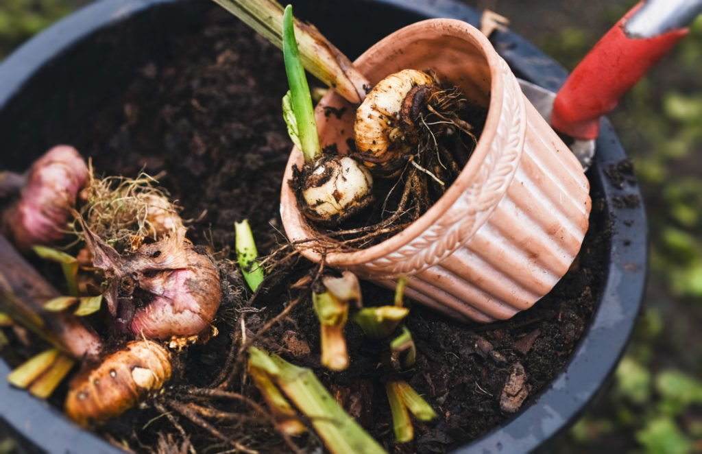 pot containing dug up gladioli bulbs and roots with other dug up bulbs in a bigger container