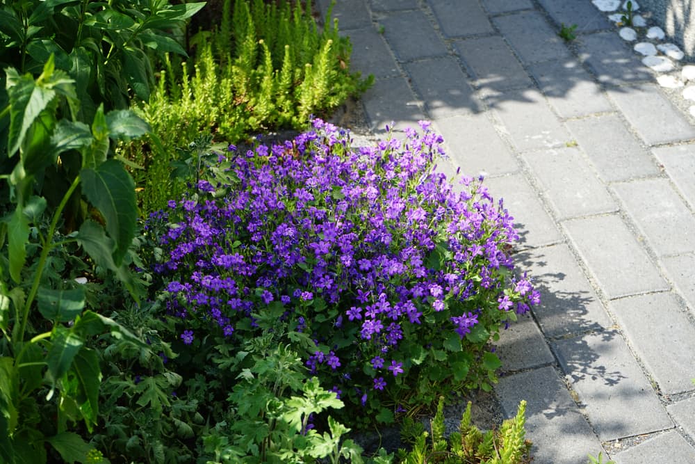 bushy wall bellflower plant with tiny purple flowers in a garden border alongside a brick path