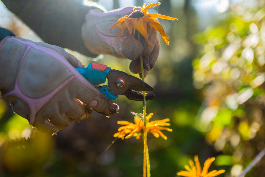 gardener using a pair of secateurs to deadhead a spent rudbeckia flower 