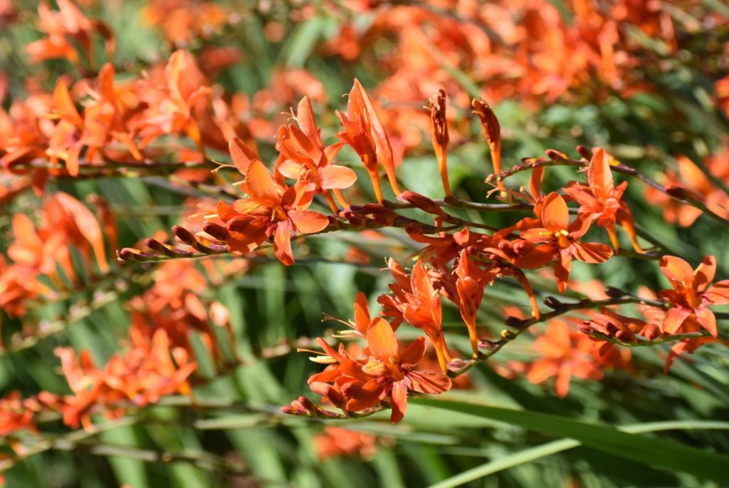 crocosmia × crocosmiiflora 'Emily McKenzie' plat with lots of orange flowers growing outdoors