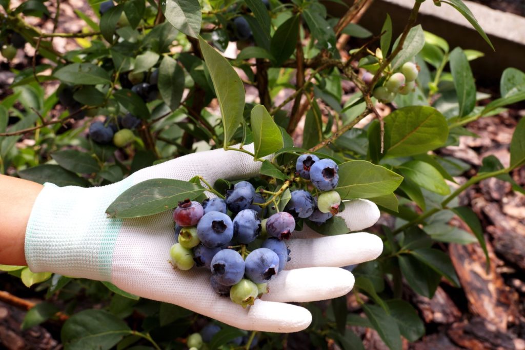 gardener holding the blue, pink and green fruits from a vaccinium 'Chandler' plant growing in heavily mulched ground