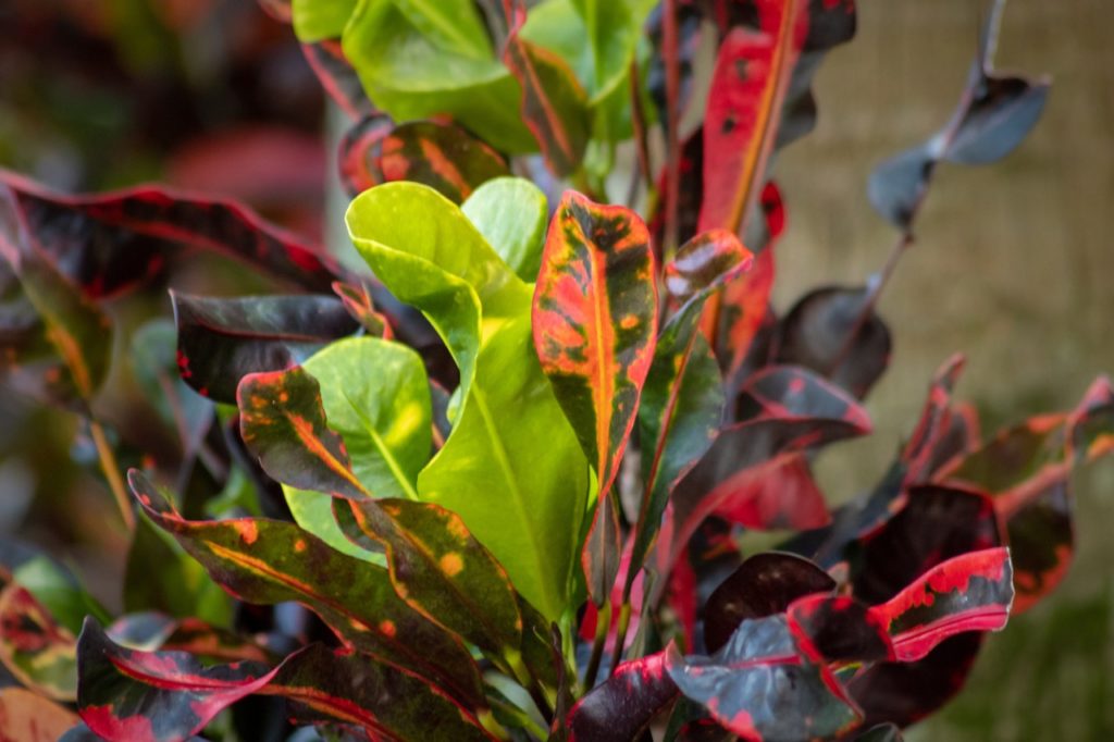 codiaeum variegatum ‘Mammy' with curled variegated orange and green leaves growing in a container