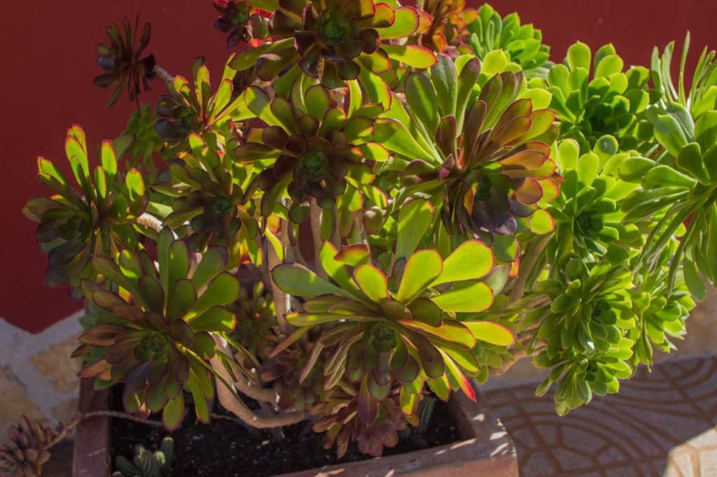 large aeonium plant with purple and green variegated leaves growing inside in a container in front of a red wall
