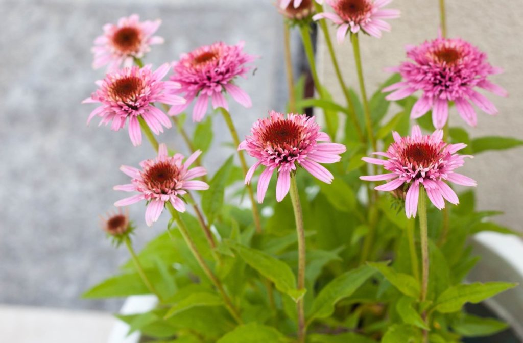 pink flowering echinacea purpurea growing in a container in front of a wall