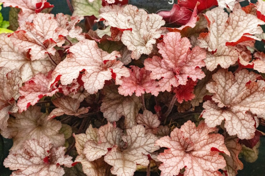 pinky-brown foliage from a heuchera plant growing outdoors