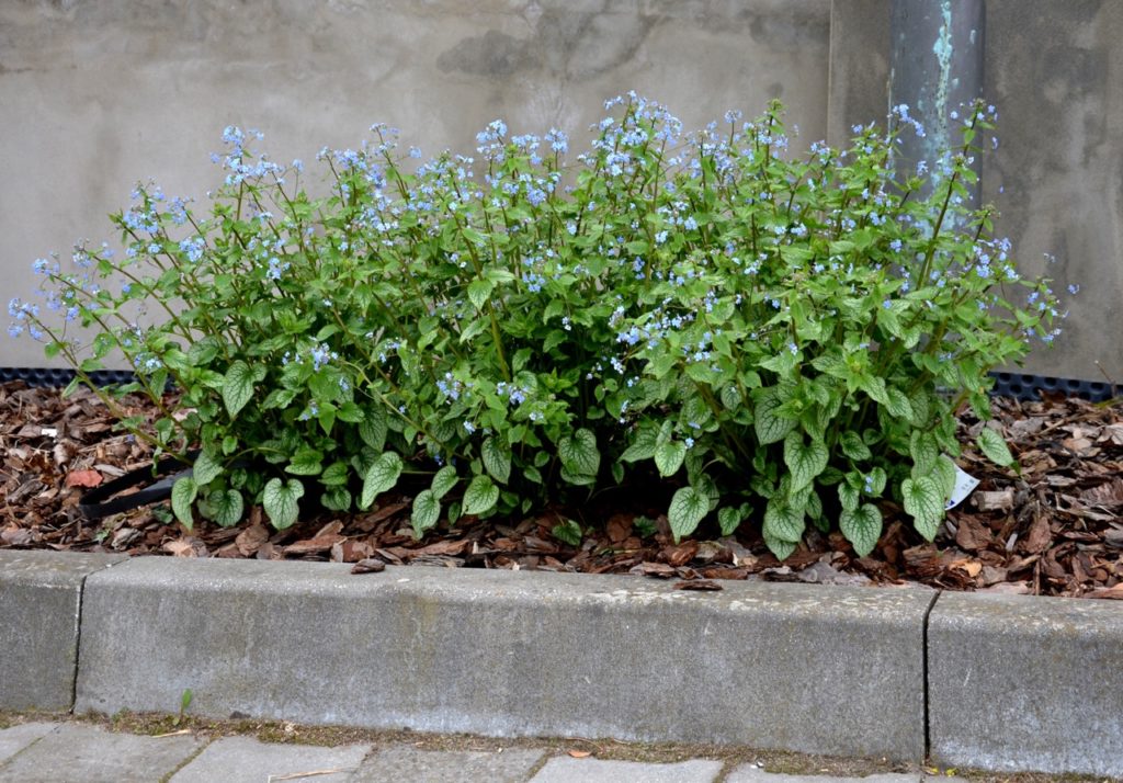 Myosotis shrub with tiny blue flowers growing in a heavily mulched garden border