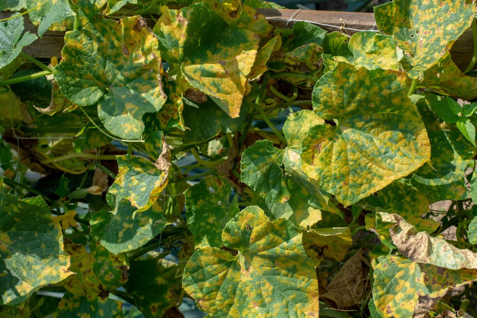 yellow stains on the green leaves of a plant growing against a fence that has been caused by downy mildew