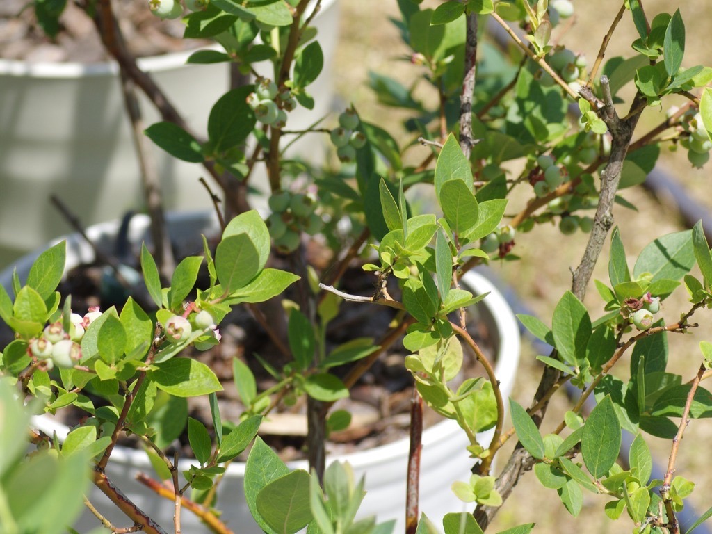 potted blueberry plant growing outdoors bearing white and green unripened fruits