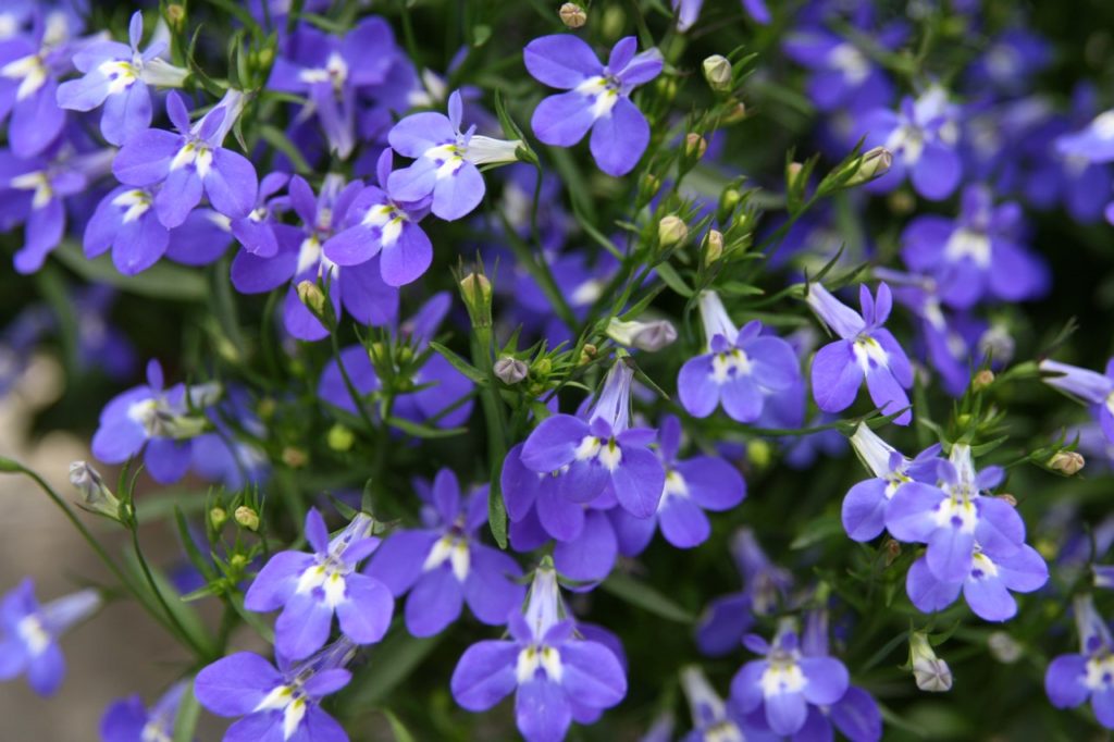 lobelia 'Laguna Compact Blue With Eye' plant with blue petals and white centres