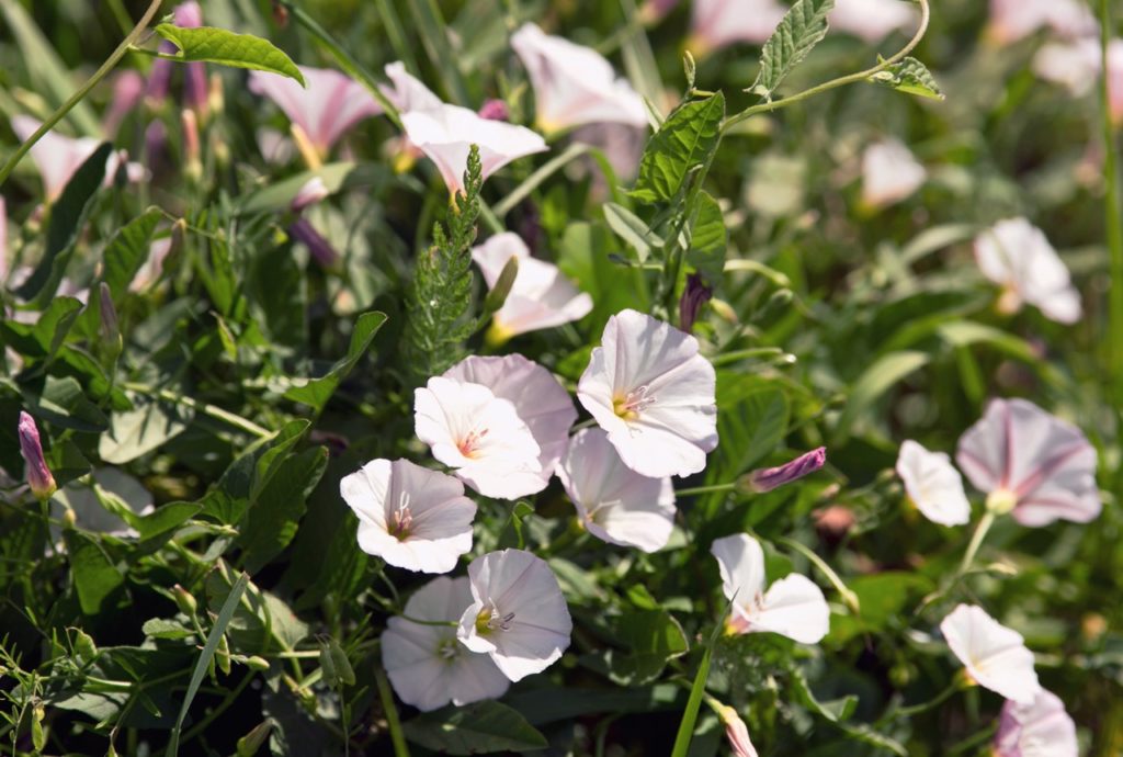 white and pink flowering Convolvulus arvensis growing outdoors