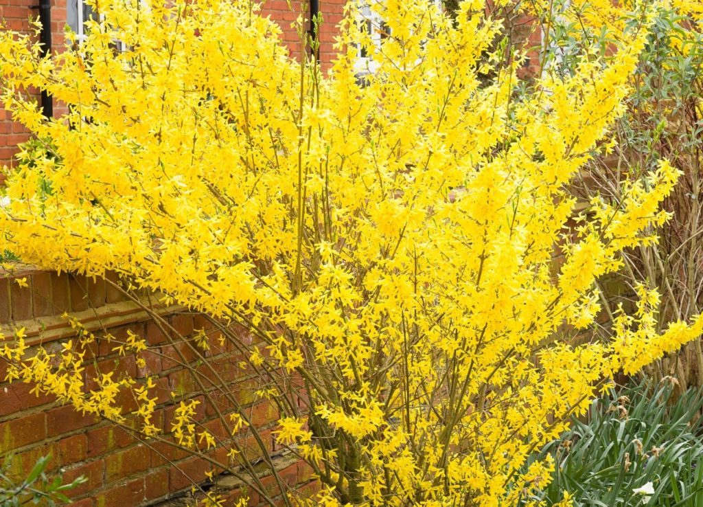 forsythia x intermedia 'Goldrausch' shrub with bright yellow flowers growing outside in front of a house