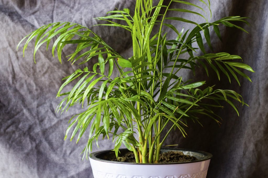a pot-growing areca palm placed in front of a grey cloth