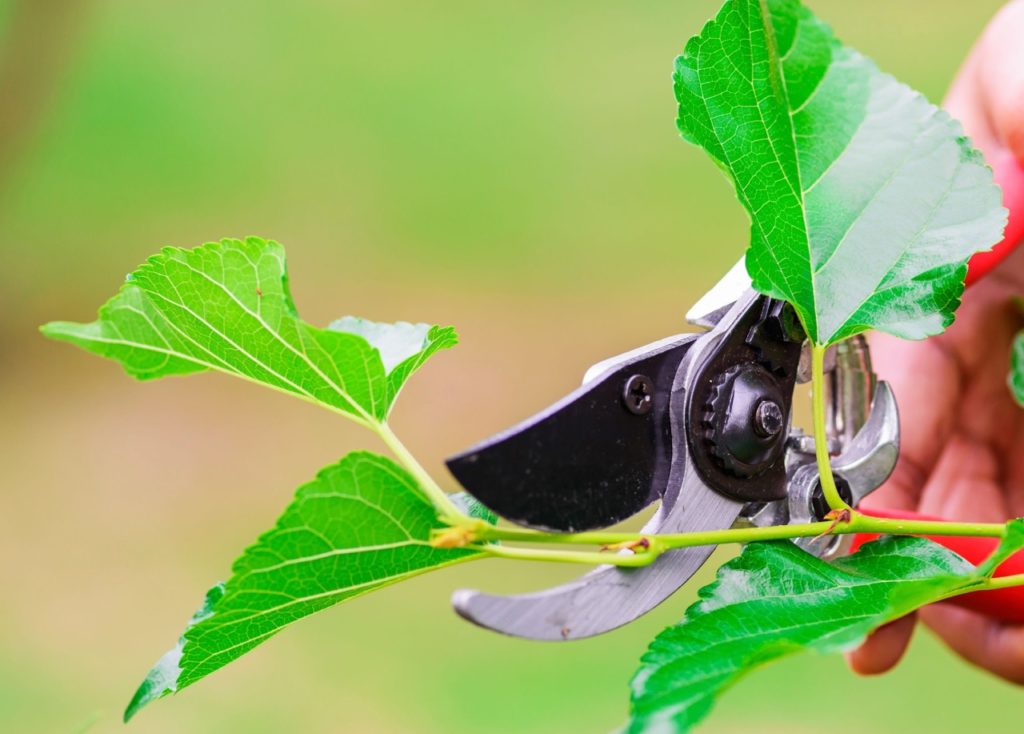 the stem of a morus nigra plant being pruned by a pair of secateurs