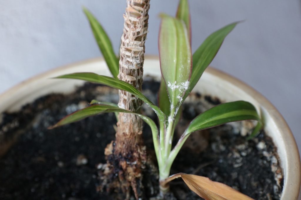 the surface of a houseplant leaf covered by a mealybug infestation