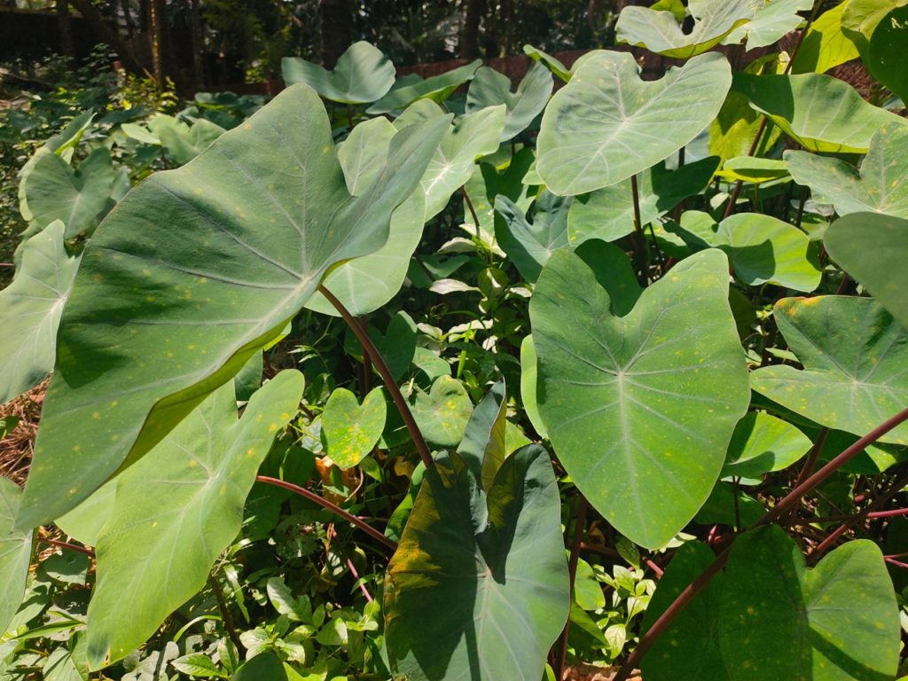 taro plant with big green leaves and red stems growing outdoors