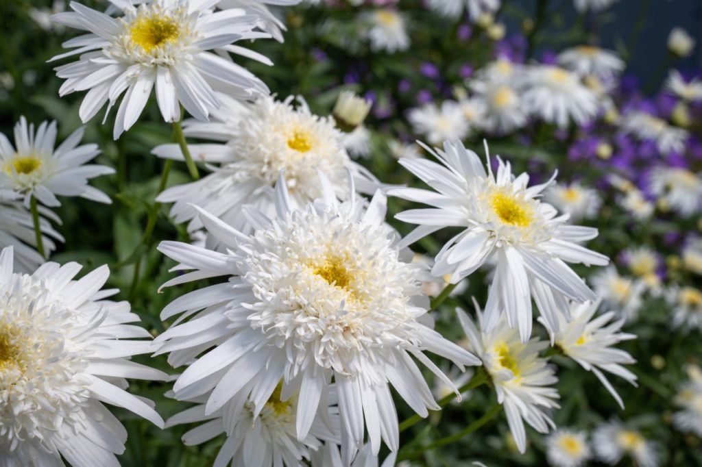 'Wirral supreme' Leucanthemum × superbum variety with layered white petals that are thicker and smaller at the yellow centre and longer at the back