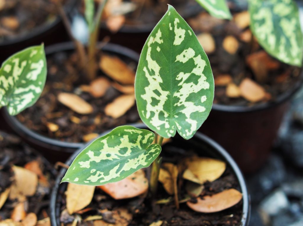 colocasia plants with green and white variegation in their leaves growing from black containers