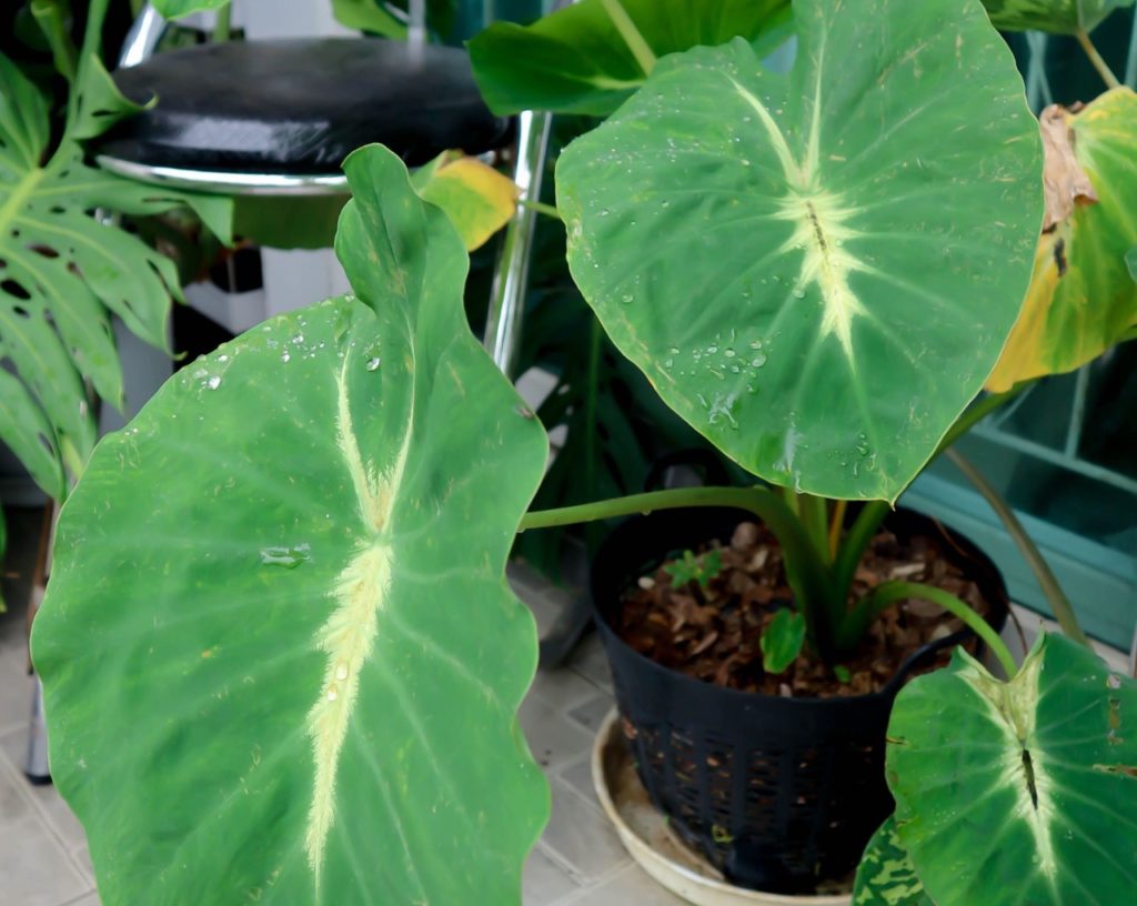potted colocasia with green and white  leaves growing indoors next to a stool