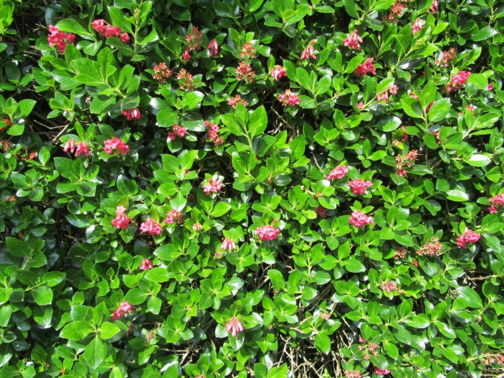 escallonia shrub grown as hedging with pink flowers