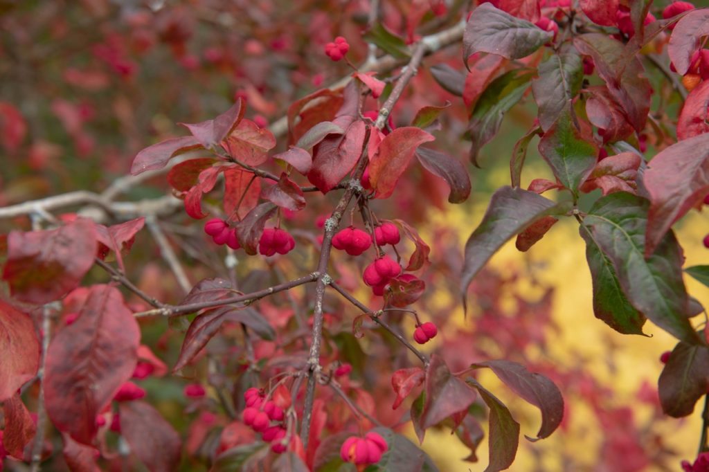 euonymus europaeus 'Red Cascade' with red and green leaves and rounded red berries growing from a purple branch outside