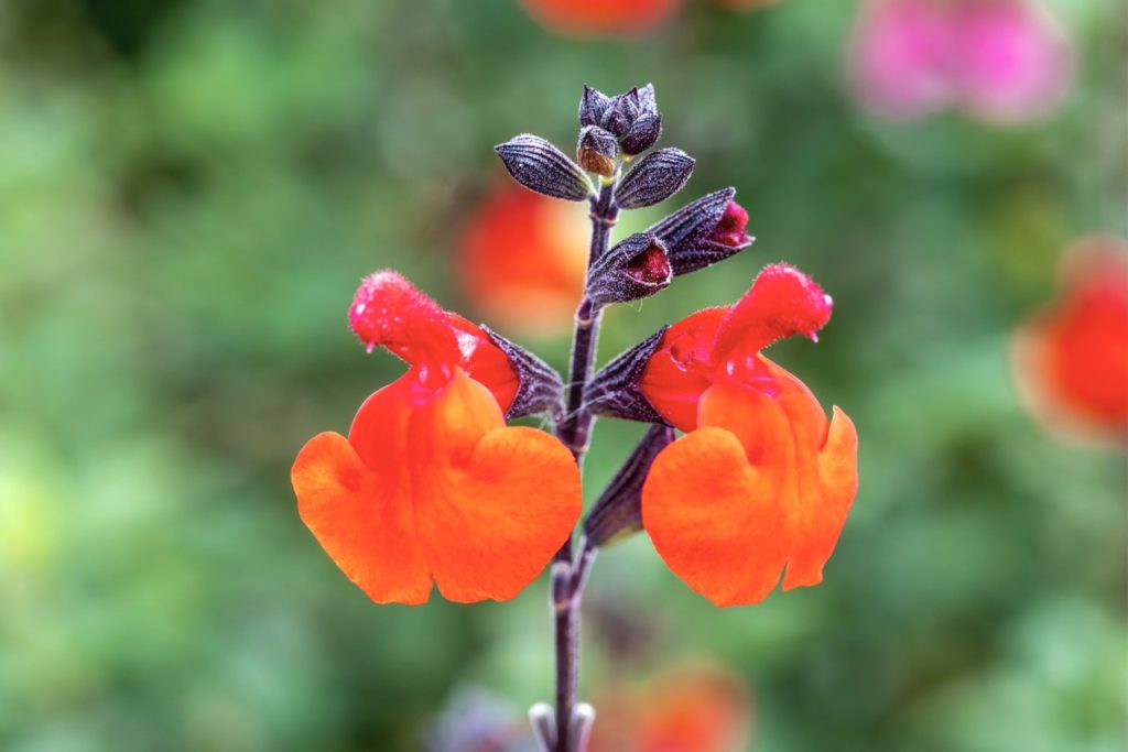 close-up of the orange-red flowers growing from a dark stem of a salvia 'royal bumble' shrub in front of a blurry backdrop