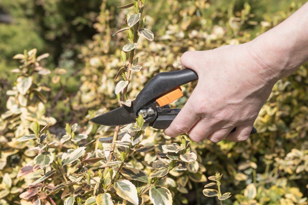 secateurs being used to cut a branch from a spindle plant