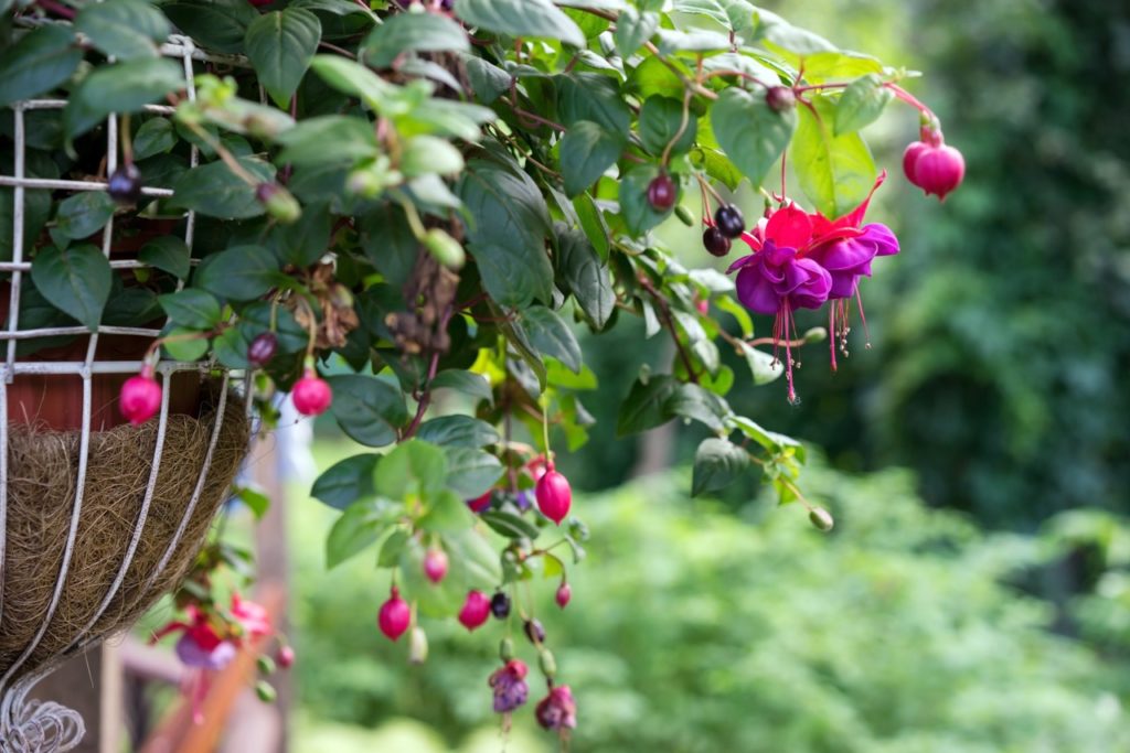 hardy fuchsia with pink and purple flowers spilling out of a hanging basket