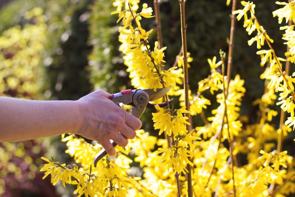 secateurs being used to cut the branches of flowering forsythia